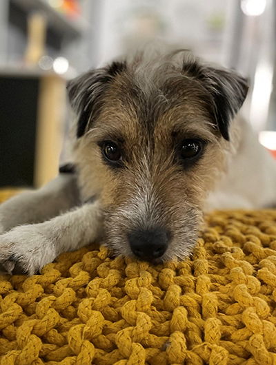 Paula Streichelhund