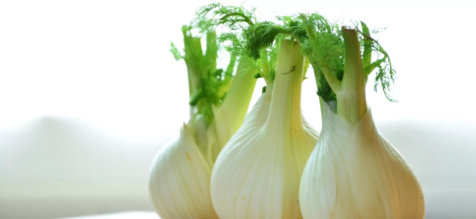 Marquardt Küchen: Fenchel